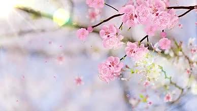 唯美樱花季背景视频视频的预览图